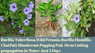 🌷71How to Grow Ruellia HumillisTuberosaWild PetuniaChatPatiMinnieroot Stem in Water with Update [upl. by Eannyl585]