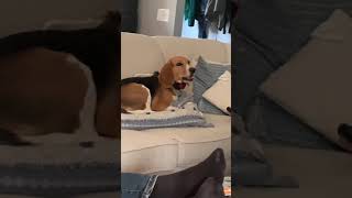 CUTE BEAGLE HOWLING WHILE WATCHING TV [upl. by Schram]