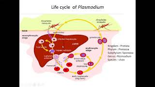 Life cycle of Malarian parasite Plasmodium vivax class 11 for upcoming examination [upl. by Harman]