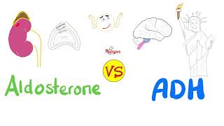 Aldosterone vs Antidiuretic Hormone ADH — Na H2O — Kidney Physiology Series [upl. by Revkah13]