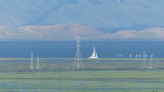 Spinnaker Sailing Class  May 12 2024  San Francisco Bay [upl. by Stirling]