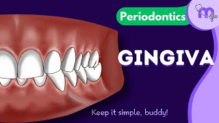 Introduction to Gingiva  Parts  Functions  Periodontology  Animated Explanation [upl. by Iniretake165]