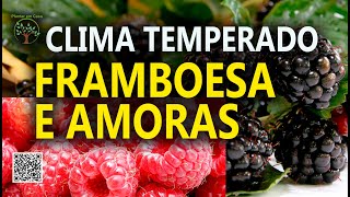 Framboesa e Amoras Cultivo e Produção com Clima Temperado no Entre Vilas de São Bento do Sapucaí [upl. by Jeno]