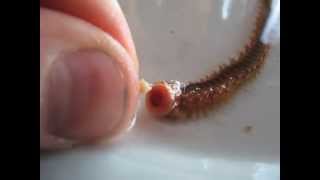 HandFeeding Bristleworms Hermodice sp [upl. by Yule644]