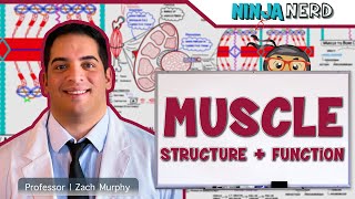 Musculoskeletal System  Muscle Structure and Function [upl. by Elwaine]