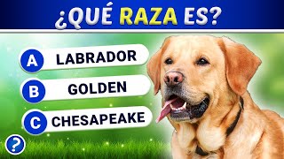 ¿Cuántas Razas de Perros Conoces 🐶  Quiz de Animales 🐾 [upl. by Zingg263]