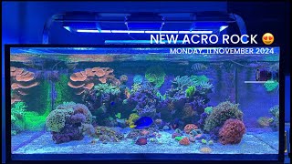 New Acropora Rock Ultimate Mixed Reef Update 9 [upl. by Bobbe]