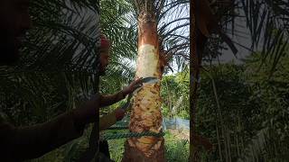 How is palm sap extracted shortvideo [upl. by Catlin]