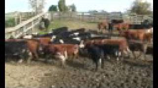 Bull muster on horseback [upl. by Gardal]