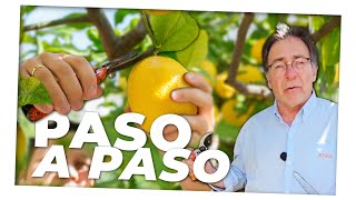 Cómo Podar limonero 🍋✂️🌿Paso a Paso [upl. by Baylor]