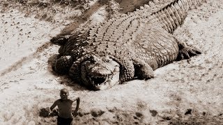 TOP 10 BIGGEST CROCODILES In The World [upl. by Asyram136]