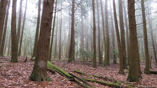 First Day Hikes 2024  Cook Forest State Park Pennsylvania [upl. by Alpers]