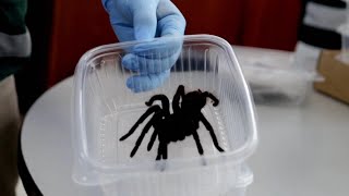 Hundreds of Tarantulas Smuggled on Mans Body [upl. by Lansing]