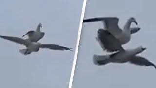 Seagull Spotted Hitching A Ride On Another Seagull In Once In A Lifetime Footage [upl. by Pittman]