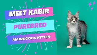 Purebred Maine Coon Kitten  Available for Adoption  Reputable Breeders Near You [upl. by Atiuqahs]