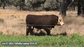 Lot 21 2024 Talbalba Laptop T212 S [upl. by Yerroc]