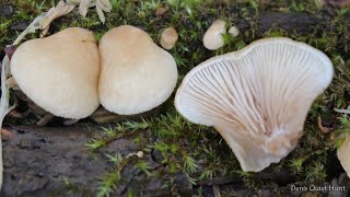 Crepidotus mollis  Крепидот мягкий [upl. by Danforth]