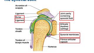 Typical Synovial Joint [upl. by Immot200]