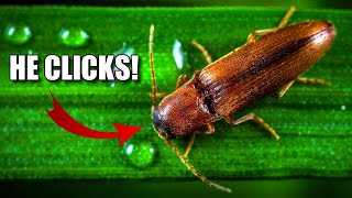 Click Beetle Facts the BEETLE that CLICKS 🪳 Animal Fact Files [upl. by Dincolo]