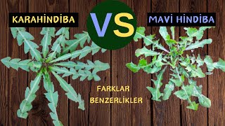 MAVİ HİNDİBA İLE KARAHİNDİBA OTU  Karşılaştırma  Cichorium intybusTaraxacum officinale [upl. by Onitsuaf]