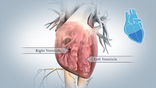 Anatomy of the Heart Ventricles Atria and Functions  Human Anatomy  Kenhub [upl. by Esina]