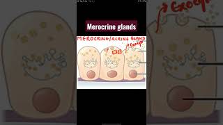 What are Merocrine glands  histology glands neetug neet medical [upl. by Dupaix]