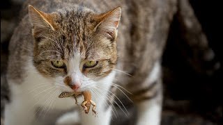 Cat catches lizard You wont believe what happens next 🦎 [upl. by Ardine]