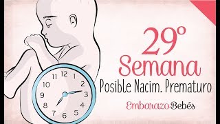 SEMANA 29 de Embarazo  7º Mes  Semana a semana [upl. by Ahsima226]