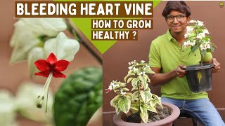 Bleeding Heart Vine Plant Care  Watering Explained  Clerodendrum [upl. by Kristo]