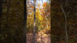 Fall Foliage In The Catskills In Newyork fallcolors upstateny catskills travelshorts newyork [upl. by Orrin240]