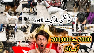 Dogs Ki Mandi Lahore 18 Feb  tollinton market lahore dogs Kohat dogs special dogs market [upl. by Colene59]