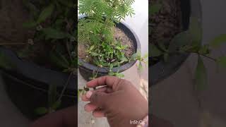 Bhringraj plant ke fayde trending plants trending viralvideos [upl. by Hwang]