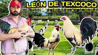 Leon De Texcoco Giros Lechuzos 🐓🐓💥💥💥 [upl. by Nnairam]