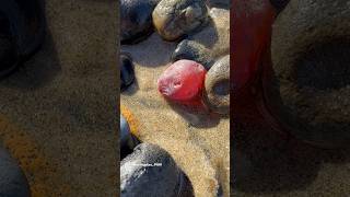 I was almost afraid I’d burn my hand if I touched it 🔥 agatehunting rockhounding carnelian gems [upl. by Sivam63]