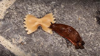 Slug vs Pasta Farfelle Time Lapse [upl. by Nnovahs]