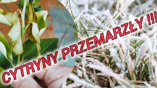 Cytryny przemarzły po mrozie 4C  objawy przemrożenia i mrozoodporność cytrusów [upl. by Katt714]