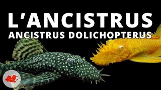 Ancistrus dolichopterus ✔ [upl. by Ahsienot]