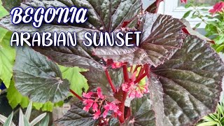 BEGONIA ARABIAN SUNSET DAN CARA PERAWATANNYA [upl. by Enerahs]