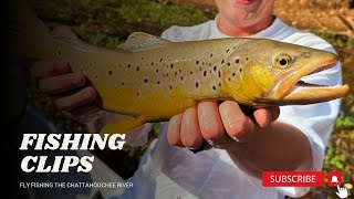 Fly Fishing for Brown TROUT [upl. by Llechtim598]