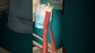 Sternohyoid muscle action hyoid bone depression muscle anatomy [upl. by Yhtuv]