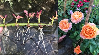 How to grow a rose branch with many sprouts on one stem [upl. by Heffron]