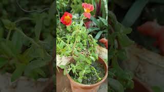 Beautiful purslane  flowers  viral short [upl. by Gaiser]