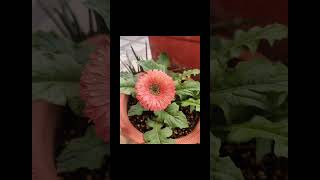 Vibrant colours of gerbera 💮🌼🏵️💚🏵️💚💙🌸 gerberaflower youtubereels youtubetrending youtubeshorts [upl. by Nabala]