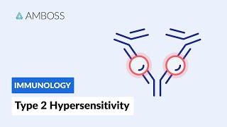 AntibodyDependent CellMediated Cytotoxicity Type II Hypersensitivity Reaction [upl. by Ayek]