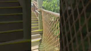 Tree top beautiful anakeesta tennessee gatlinburgtn ytshorts tiktok tree fun [upl. by Apple]