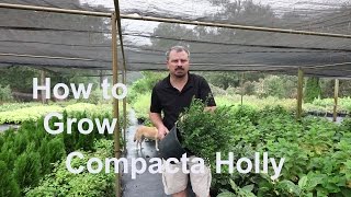 How to grow Compacta Hollies with detailed description [upl. by Elish884]