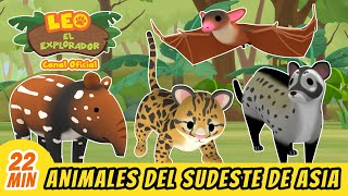 Animales Del Sudeste Asiático Parte 2  Leo El Explorador Episodio  Animación  Familia  Niños [upl. by Pattison]