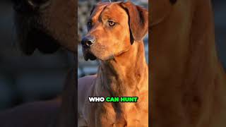 Rhodesian Ridgeback  Interesting Facts [upl. by Anivlek]