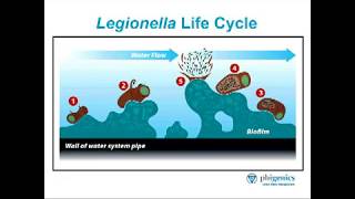 Ask the Expert  Part 1 How does Legionella form [upl. by Nivrad]