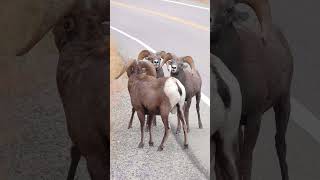 Big Horn Rams Butting Heads  Big Horn Sheep [upl. by Anilok]